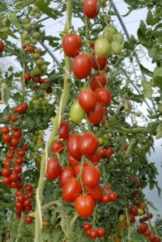 tomat quadro