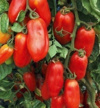 San Marzano tomat