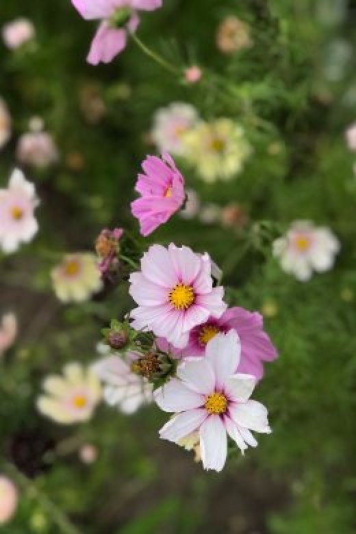 Blomfröer för trädgård & balkong | Ekologiska fröer – Lindbloms Frö