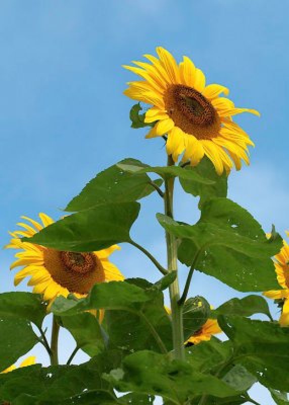 Köp frö till Solros - Solros Giganteus hos Lindbloms.se