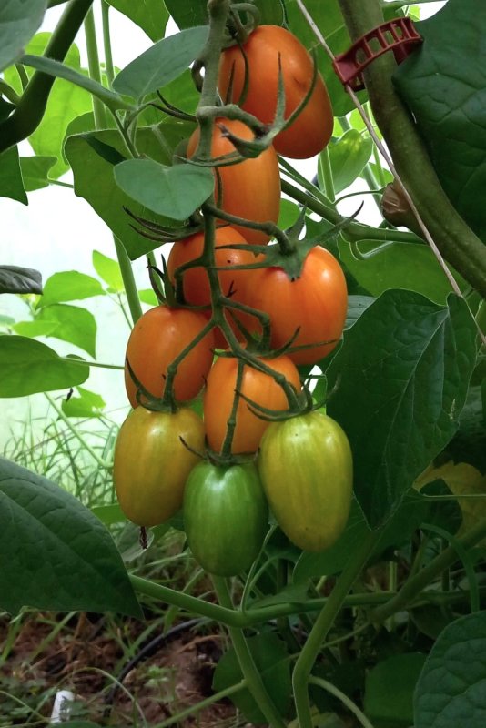 Tomatensamen Artisan Blush Tiger – Datteltomate, Gelb-orange Mit Pink-roten Streifen, 10 Korn