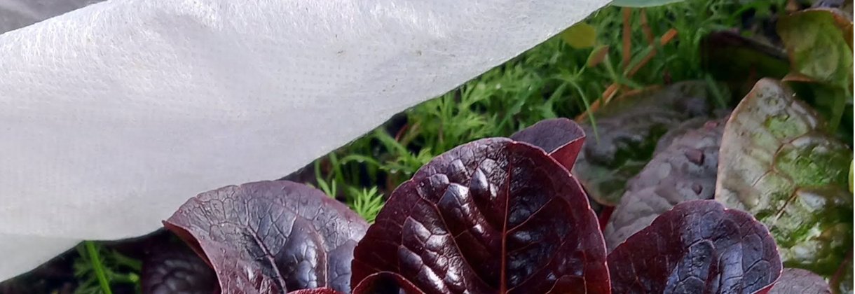 SKYDDA PLANTORNA VID AVHÄRDNING & UTPLANTERING