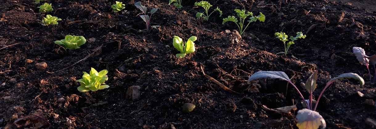 NATURLIG JORDFÖRBÄTTRING