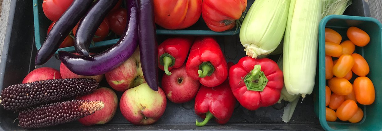 ODLINGSTIPS: PLANERA SÅDD & SKÖRD