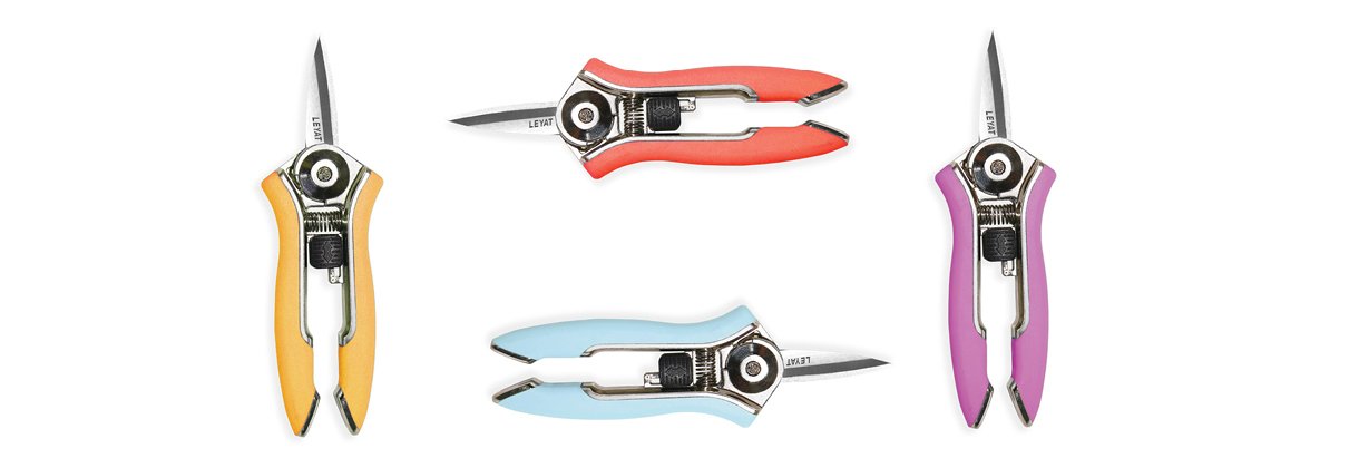 BLOMSAX I FLERA FÄRGER