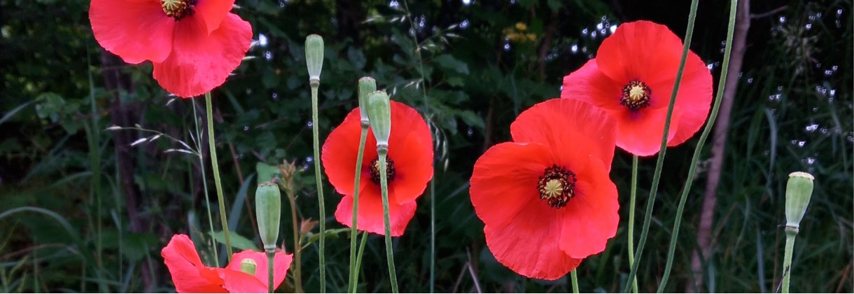 BLÅKLOCKOR, LINDBLOMMOR & KAMOMILL
