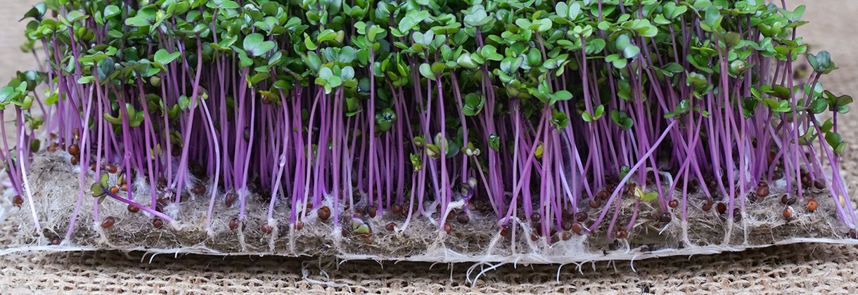 KÖP FYRA SMÅ PÅSAR MIKROGRÖNT