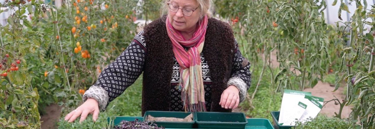 ODLA MIKROGRÖNT STEG-FÖR-STEG