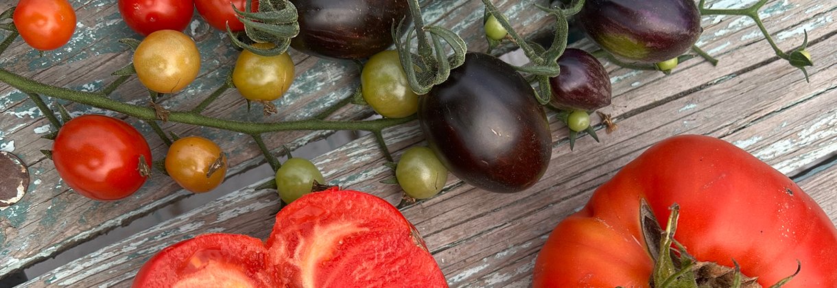 VÄLJ TOMATER EFTER SMAK