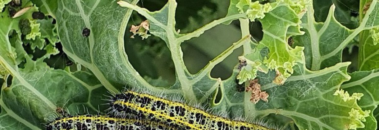 Skydda kål och blad mot larver