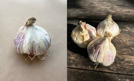 Odla vitlök – Från sättning på hösten till skörd