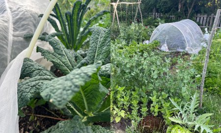 Odla kål – så lyckas du från första planta till lång skörd