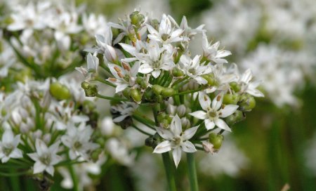 Odla perenner – växter som kommer tillbaka med skörd och blomning