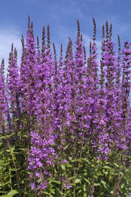 Fackelblomster