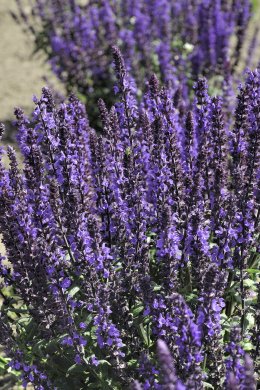 Stäppsalvia