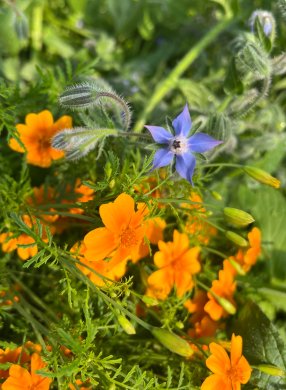 Ätbara blommor