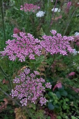Blomstermorot 
