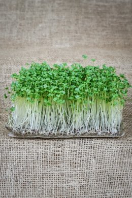 Fröer till mikrogrönt