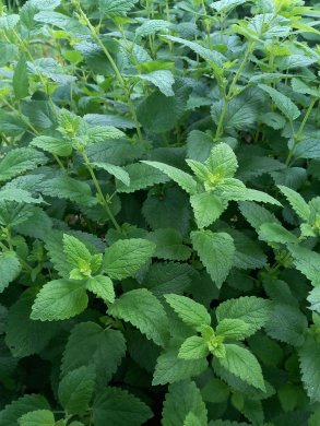 Citronmeliss