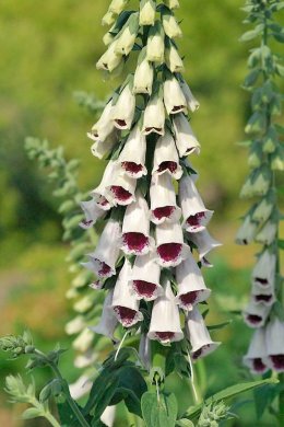 Digitalis