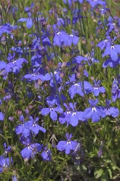 Lobelia