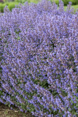 Kantnepeta
