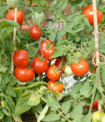 Tomater för friland & kallväxthus