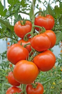 Vanlig tomat
