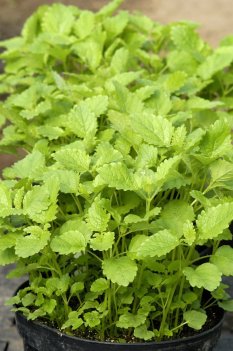 citronmeliss