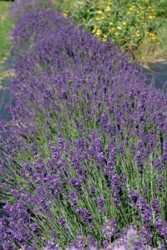 Lavendel, certifierat ekologiskt utsäde