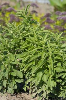 Stevia, certifierat ekologiskt utsäde