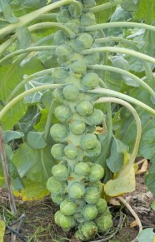 Idemar, demeter/ekologiskt frö