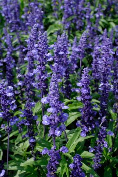 daggsalvia