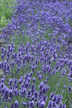 Lavendel Vicenza blue
