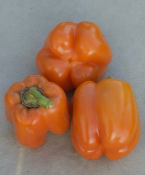 Cubo Orange, demeter/ekologiskt frö
