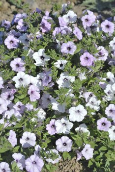 Petunia Tidal wave silver