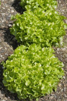 ekbladssallat vittaly