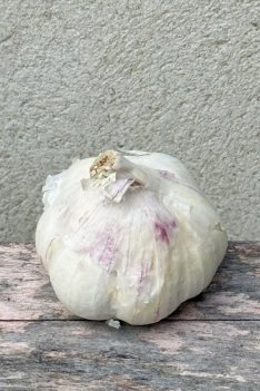 Vitlök Thermidrome Ekologisk sättlök