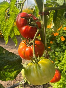 Bifftomat Brandywine