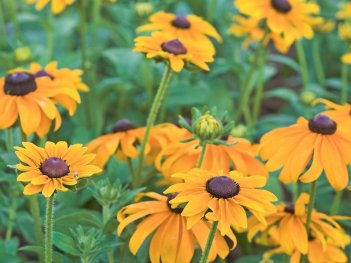 Black eyed Susan