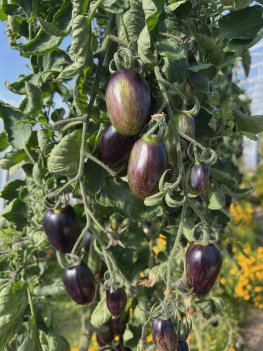 Växthustomat Brad's Atomic Grape