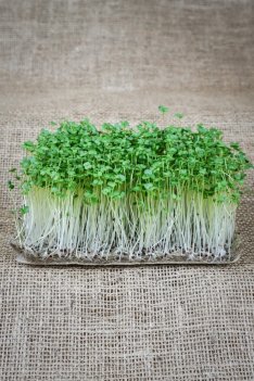 Mild broccoli för spirning