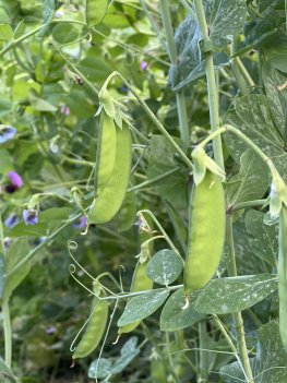 Weggiser sockerärta