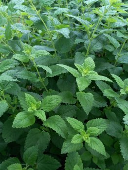 citronmeliss
