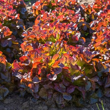 Ekbladssallat Alonix