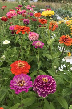 Giant Mix Zinnia