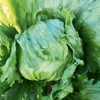 Isbergssallat Eduardo