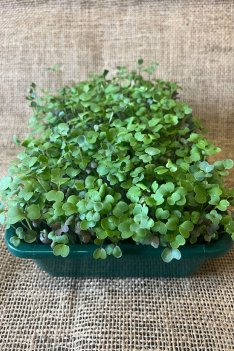 Kålmix för spirning