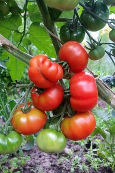 Marglobe tomat