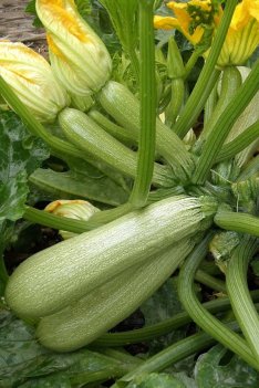ortolano squash